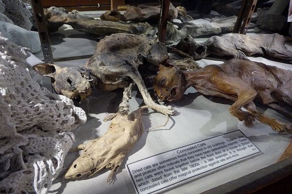 Dried cats at the Museum of Witchcraft and Magic, Boscastle